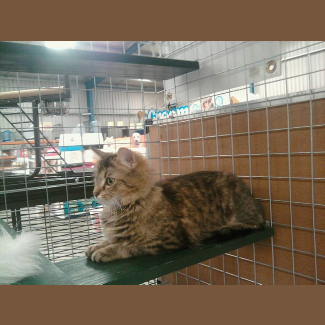 Photo of Jazmin (C917)