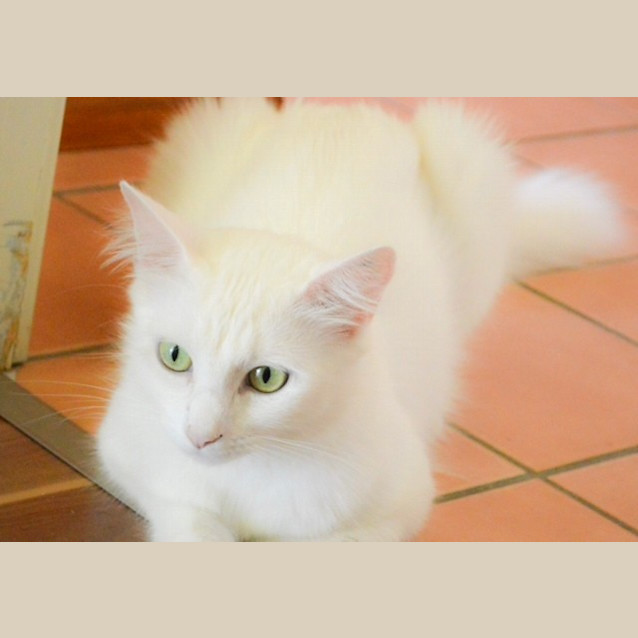 Photo of Pippa