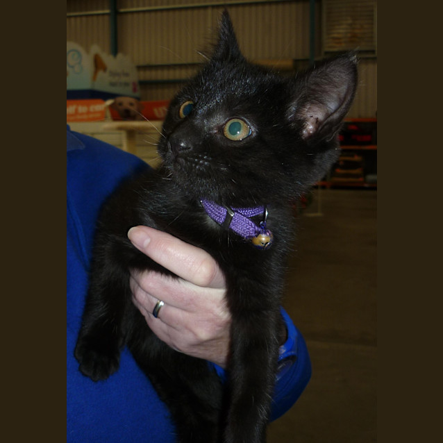 Photo of Bella (C499)