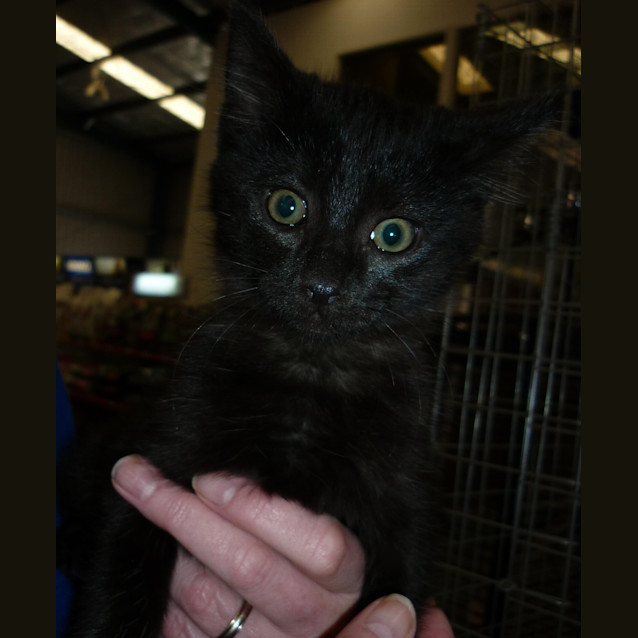 Photo of Bindy (C498)