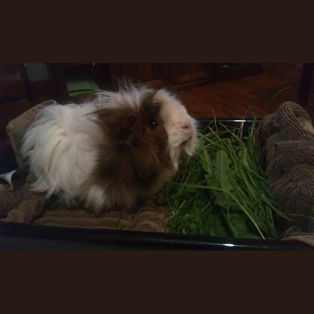 Photo of Harold
