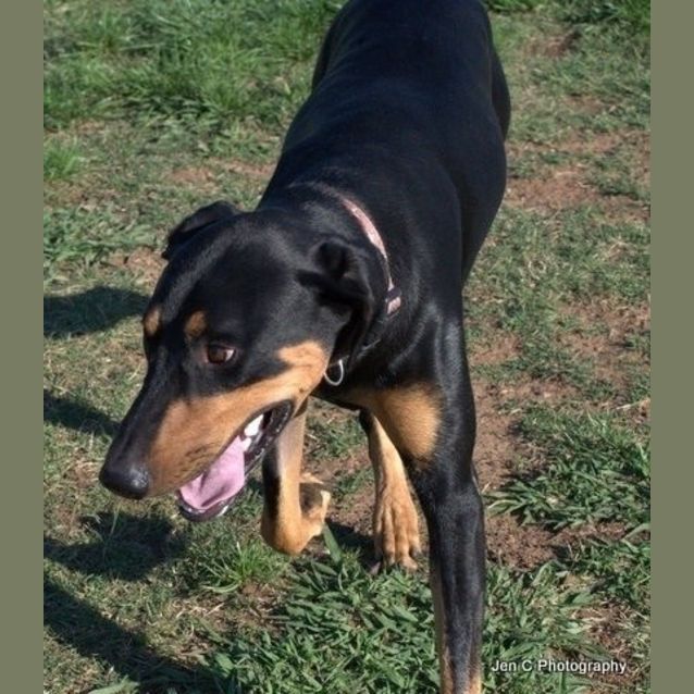 Photo of Bruno   **A Social Butterfly Who Is A Teddy Bear**