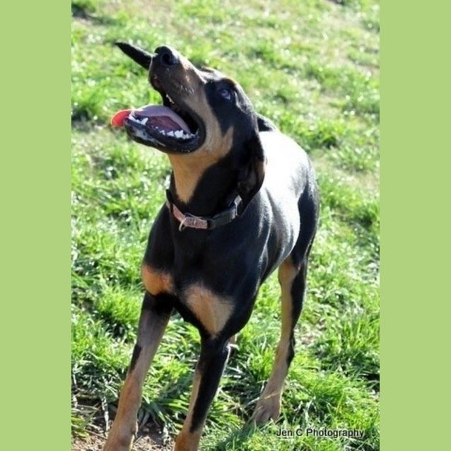 Photo of Bruno   **A Social Butterfly Who Is A Teddy Bear**