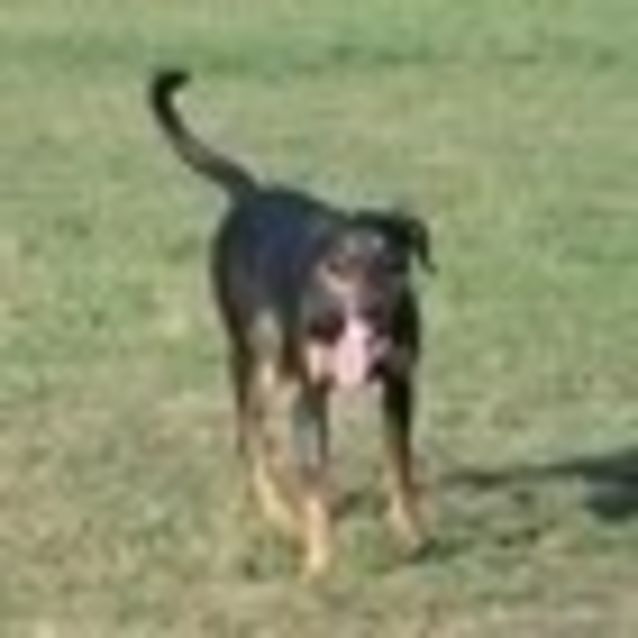Photo of Bruno   **A Social Butterfly Who Is A Teddy Bear**