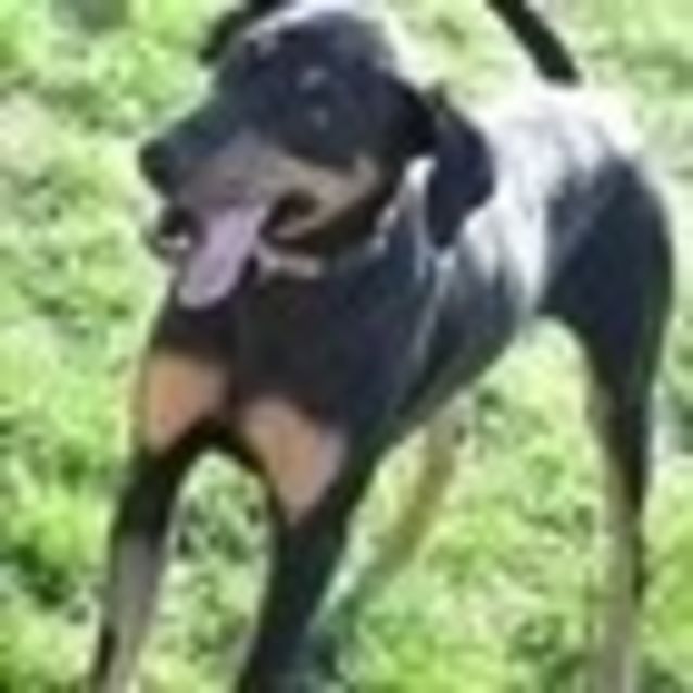 Photo of Bruno   **A Social Butterfly Who Is A Teddy Bear**