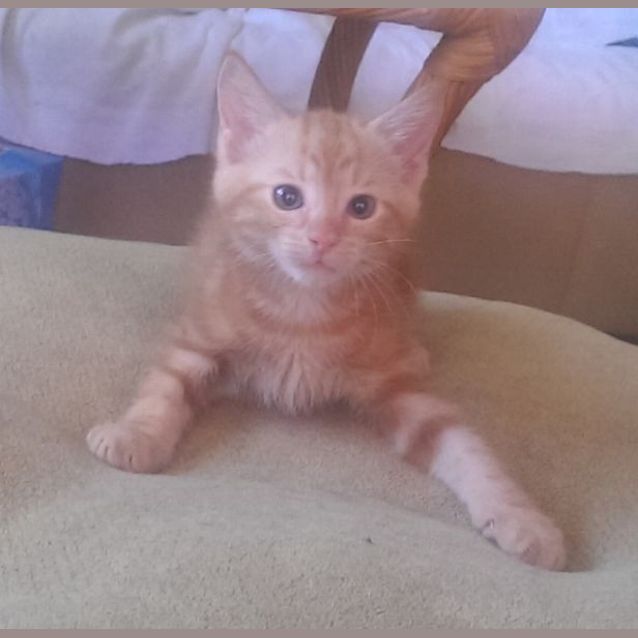 Photo of Albert