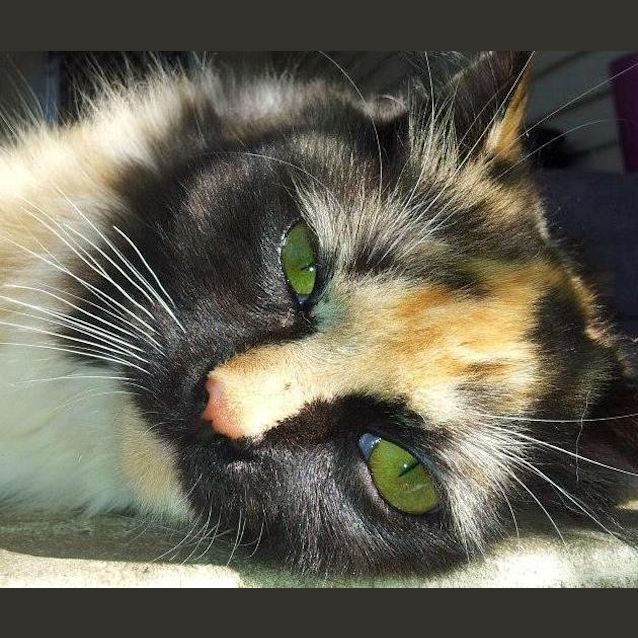 Photo of Coreena Ballerina (Young Miss)