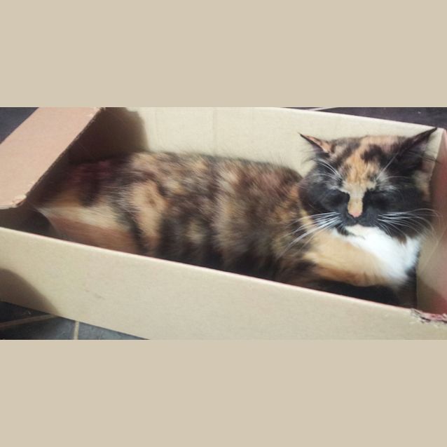 Photo of Coreena Ballerina (Young Miss)