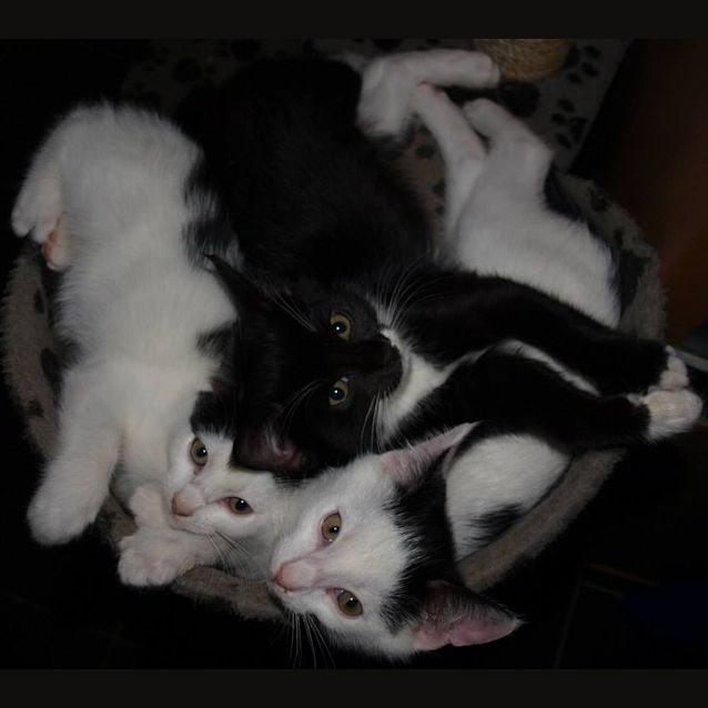 Photo of Murray (Lovebug Kitteh)