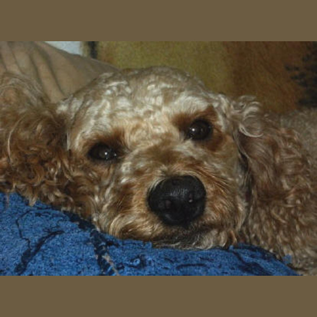 Photo of Max