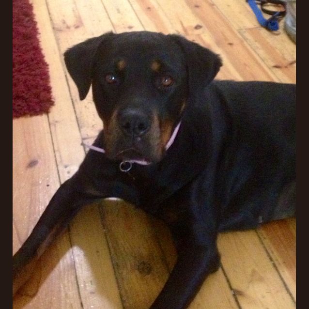 Photo of Bella Bear