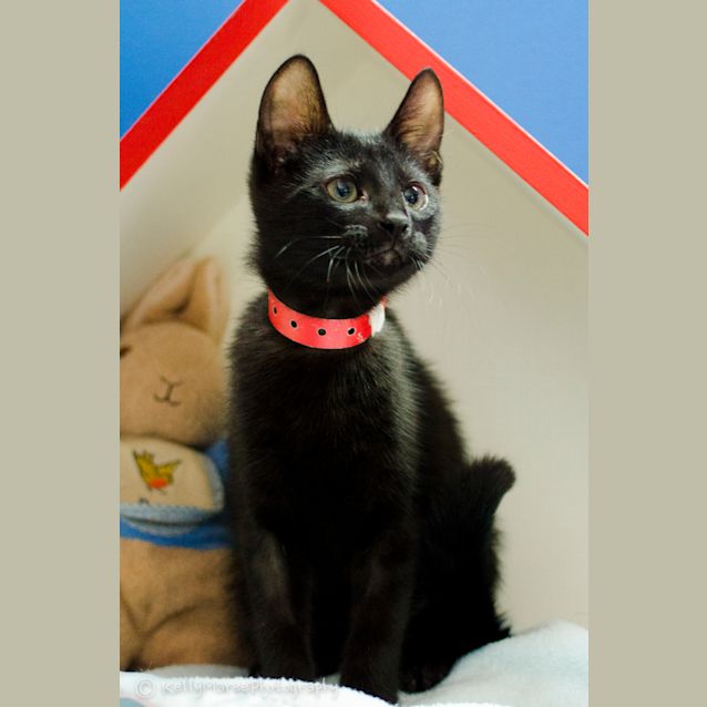 Photo of Otis