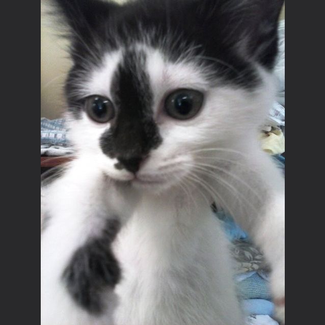 Photo of 6 Kittens Male & Female