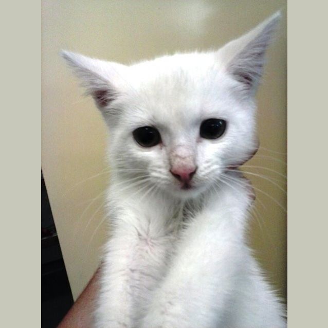 Photo of 6 Kittens Male & Female