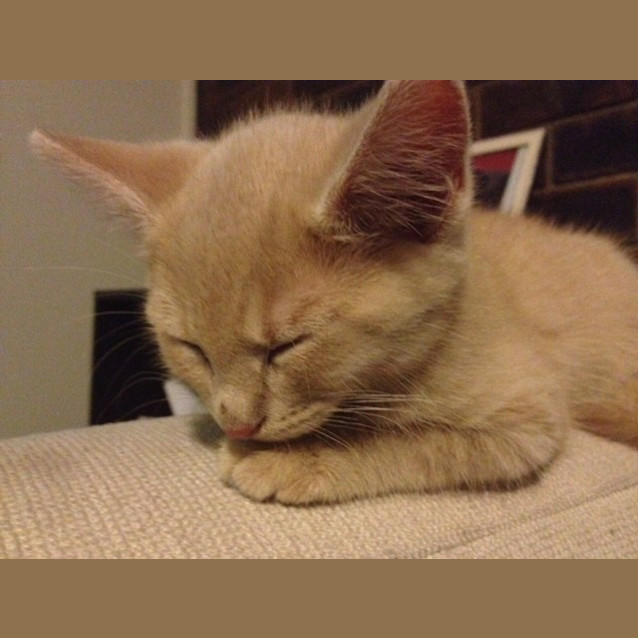 Photo of Millhouse