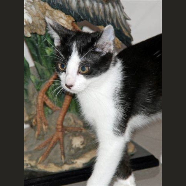 Photo of Tonto