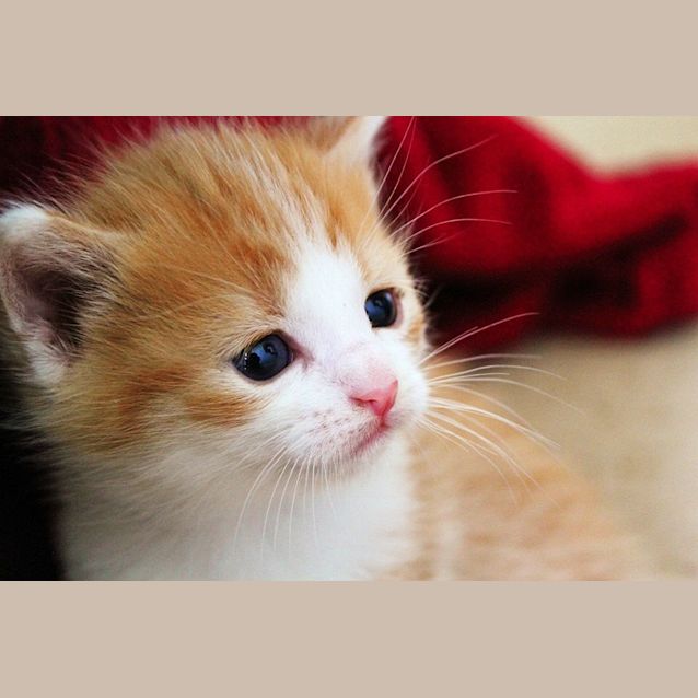 Photo of Walt Disney