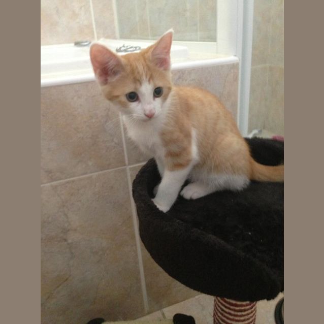 Photo of Walt Disney