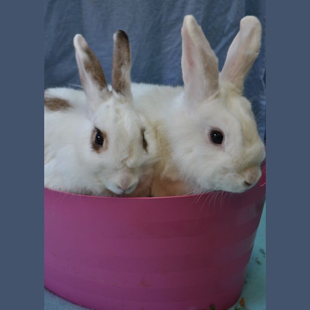 Photo of Lily & Petunia