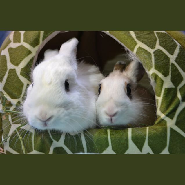 Photo of Lily & Petunia