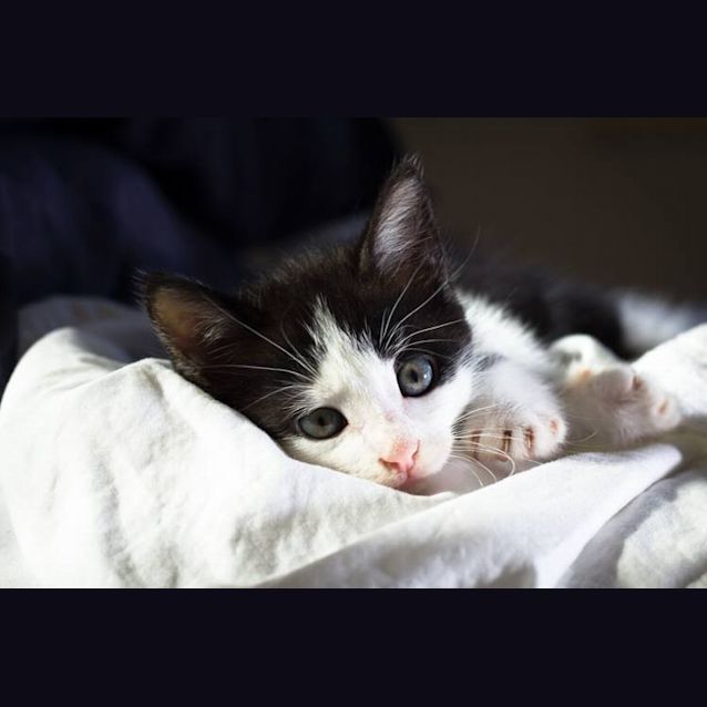 Photo of Percy