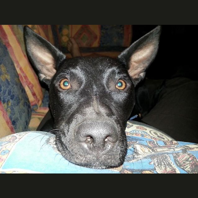 Photo of Buddy 