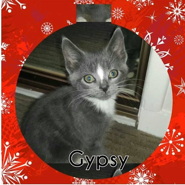 Photo of Gypsy
