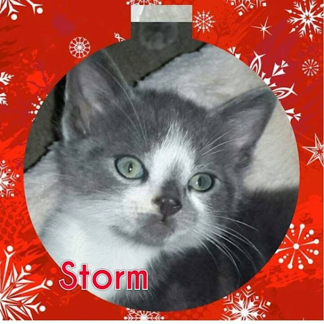 Photo of Storm
