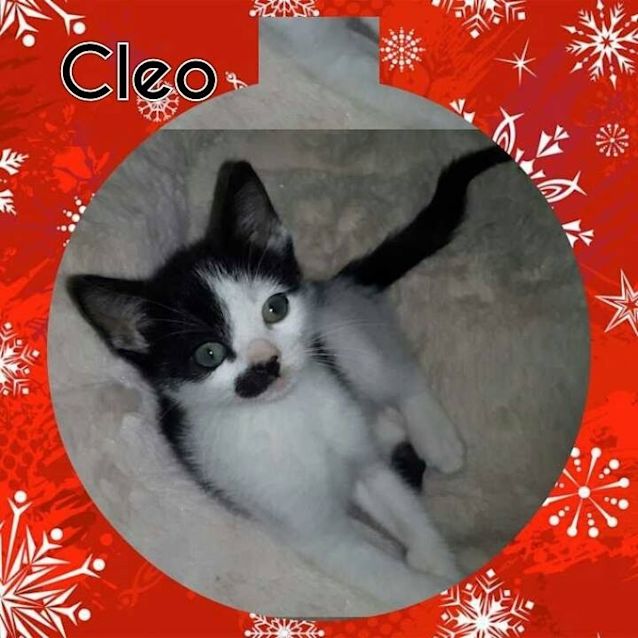 Photo of Cleo