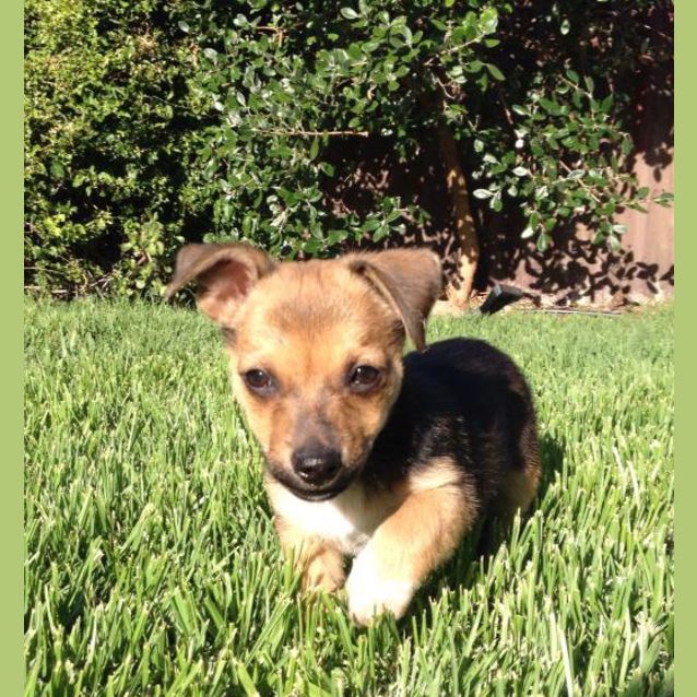 Photo of Alfie