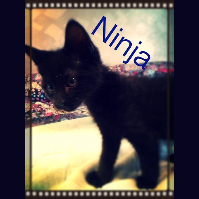 Photo of Ninja 