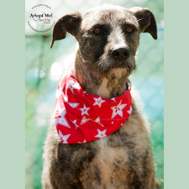 Photo of Gypsy Id18806