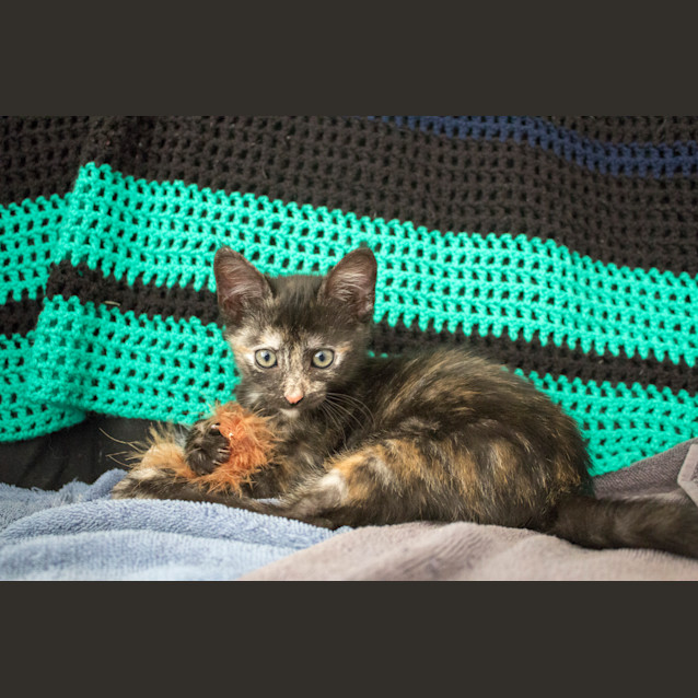 Photo of Polly