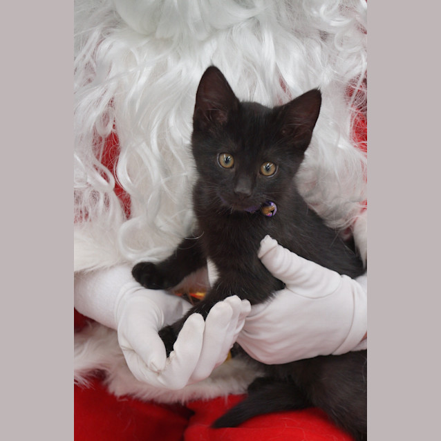 Photo of Bella (C499)