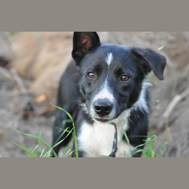 Photo of Foster (D456)