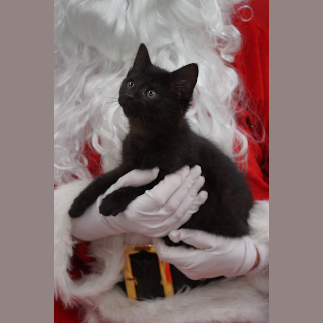 Photo of Bindy (C498)