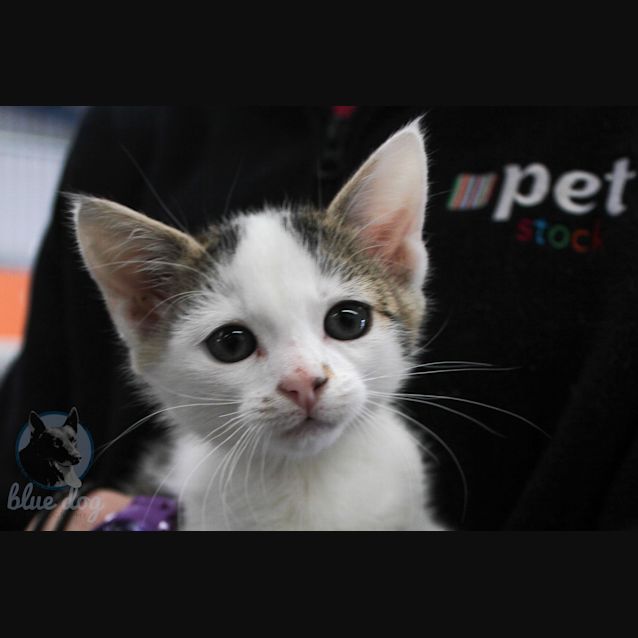 Photo of Elliott (C910)