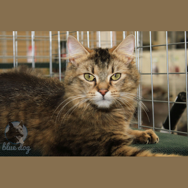 Photo of Jazmin (C917)