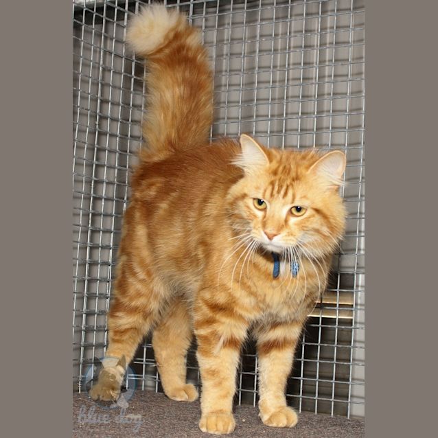 Photo of Lingy (C925)