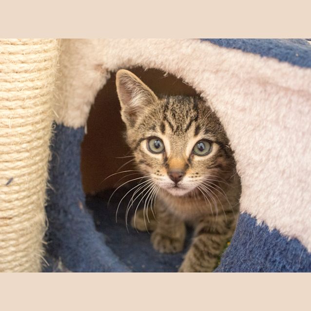 Photo of Stampy Cat
