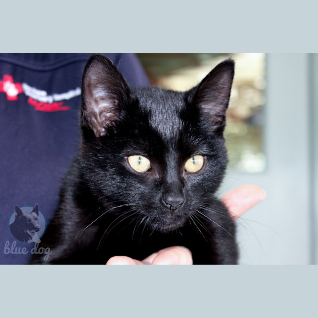 Photo of Jett (C922)