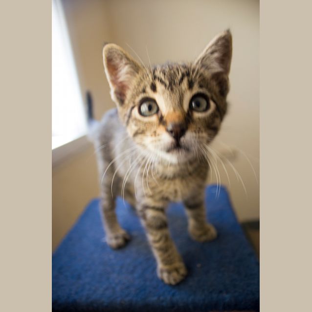 Photo of Stampy Cat