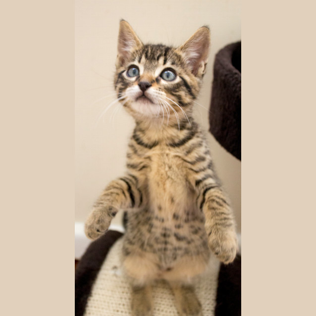 Photo of Tiger