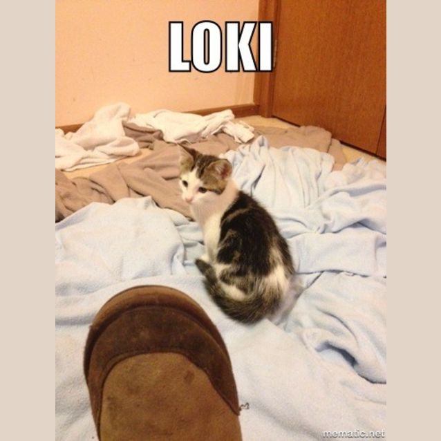 Photo of Loki *Loves Dogs And Cats*