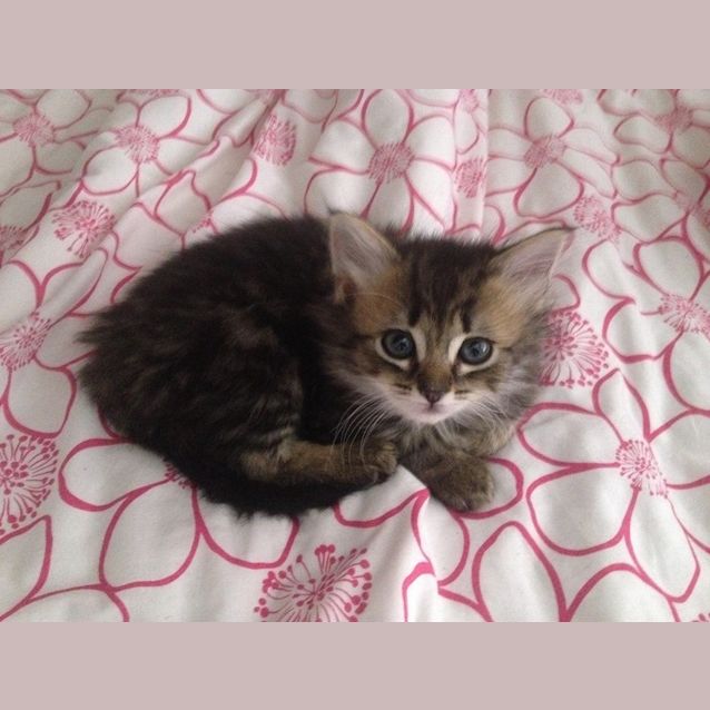 Photo of Princess **Applications Pending** 