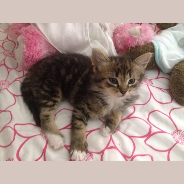 Photo of Princess **Applications Pending** 