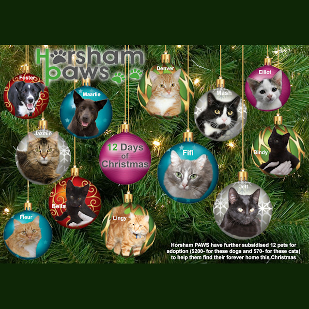 Photo of Bella (C499)