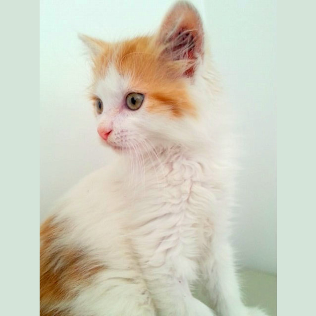 Photo of Leo