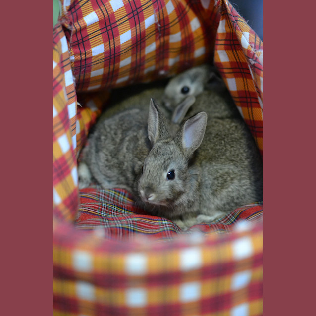 Photo of Merri, Polly And Arley