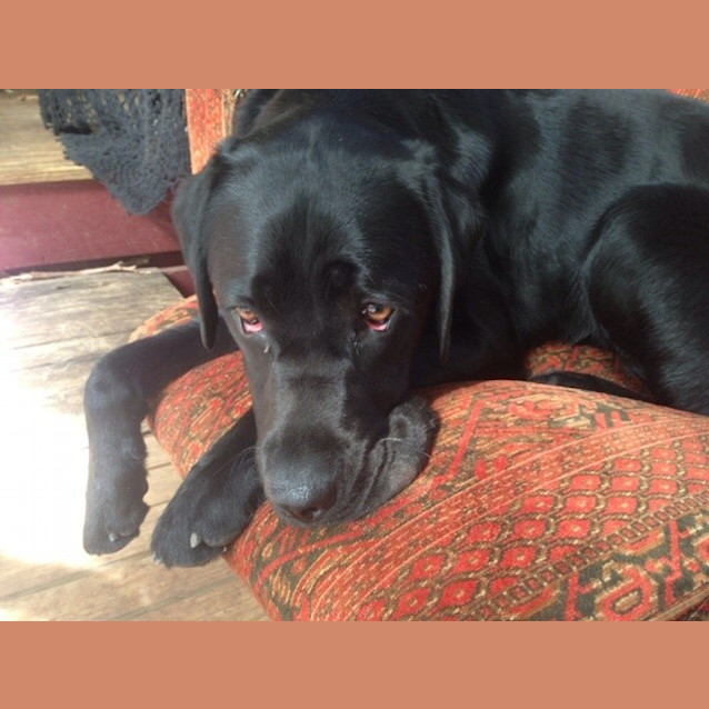Photo of Jett